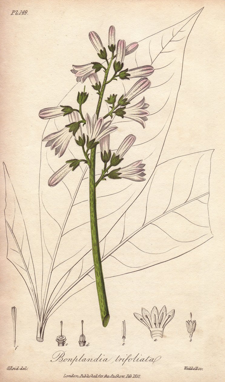 Angostura fa, Angostura trifoliata alkotó: Unbekannter Künstler