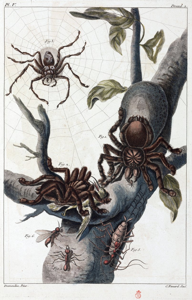Suriname madárevő pók és tarantula alkotó: Unbekannt