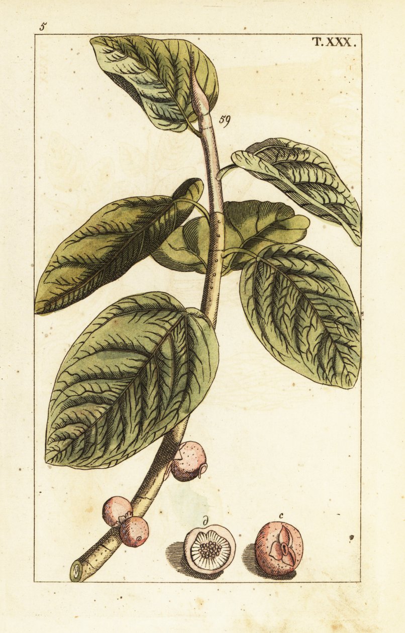 Banyan fügeág gyümölcsökkel, Ficus benghalensis. alkotó: Unbekannter Künstler