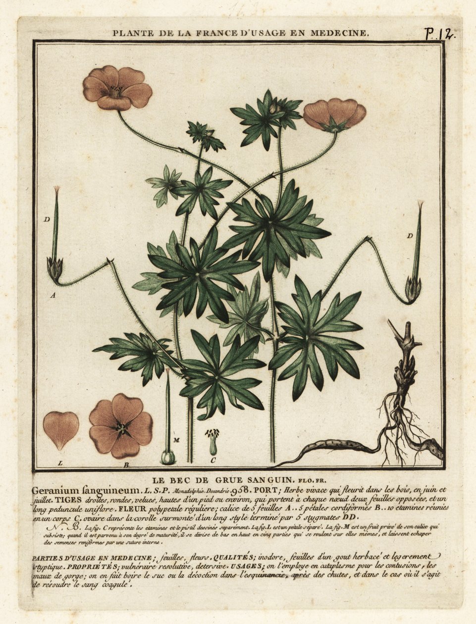 Véres darucsőrű, Geranium sanguineum. alkotó: Unbekannter Künstler