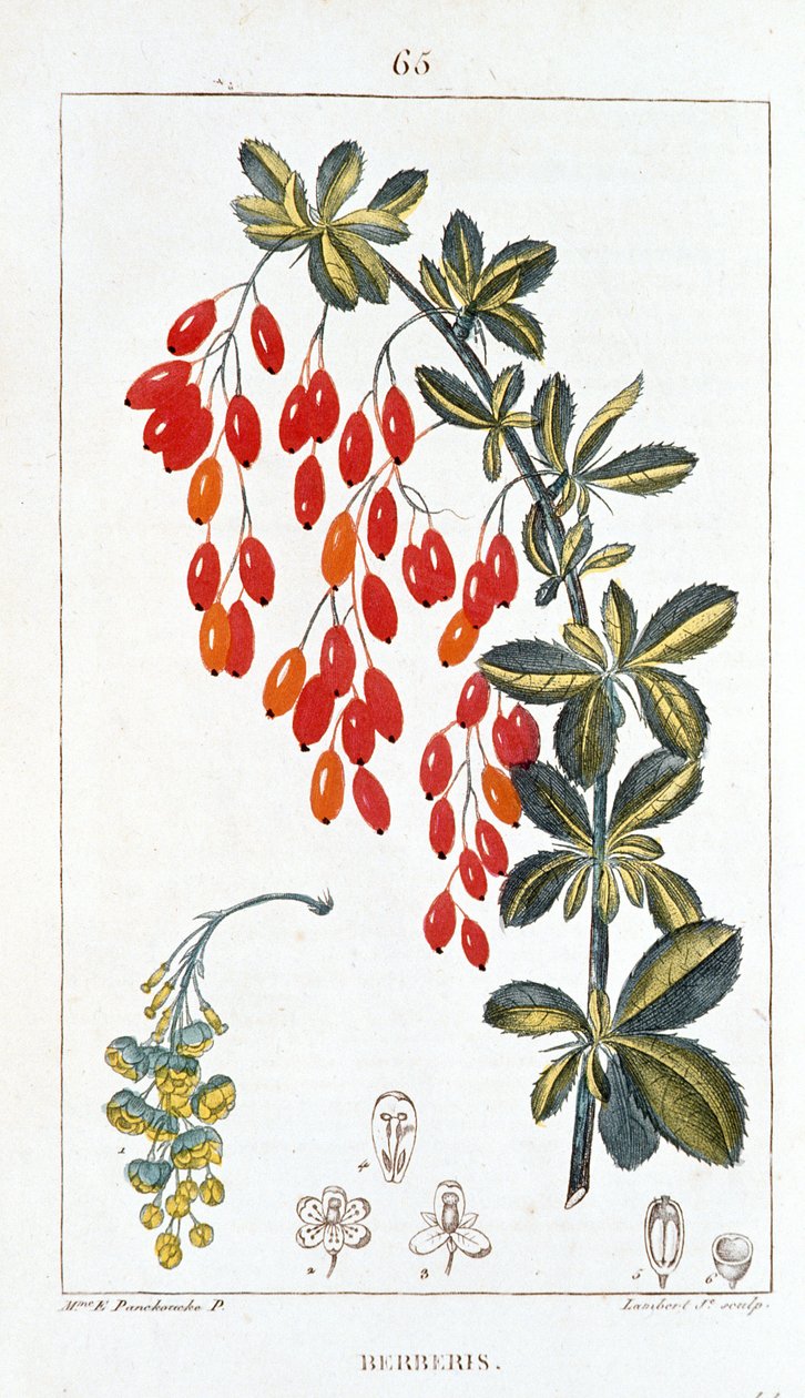 Botanikai tábla/Berberis sp/borbolya gerinc alkotó: Unbekannt
