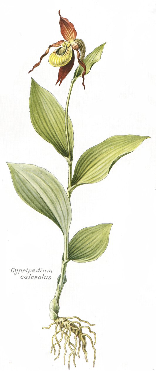 Botanikai tábla/Cypripedium calceolus/Vénusz patája alkotó: Unbekannt