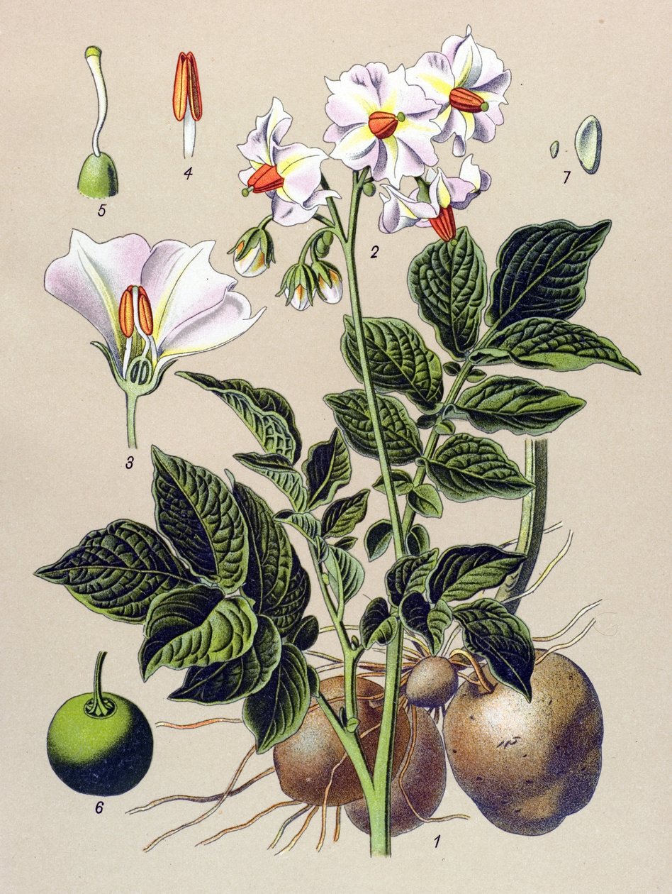 Botanikai tábla, Burgonya növény, burgonya (Solanum tuberosum) alkotó: Unbekannter Künstler