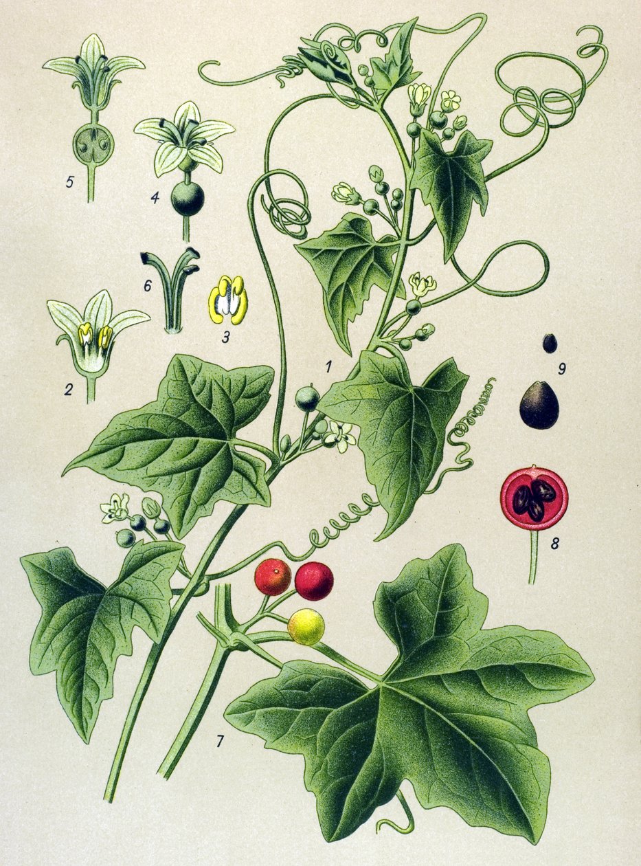 Botanikai tábla, növény: Dioikus bryone (Bryonia dioica) alkotó: Unbekannter Künstler