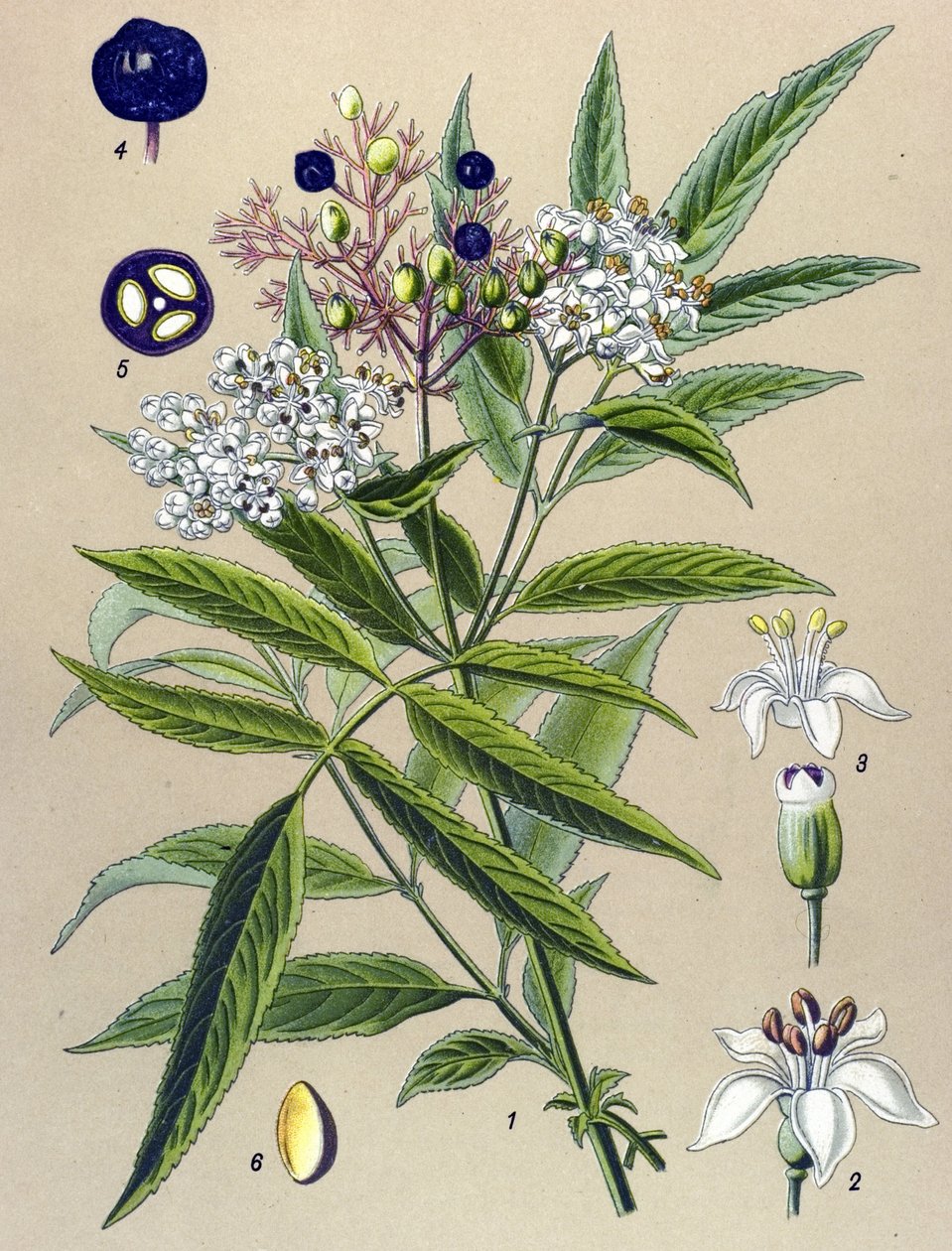 Botanikai tábla, növény: Hieble bodza (Sambucus ebulus) alkotó: Unbekannter Künstler