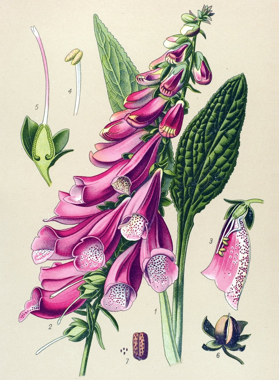 Botanikai tábla, növény: lila digitális (Digitalis purpurea) alkotó: Unbekannter Künstler