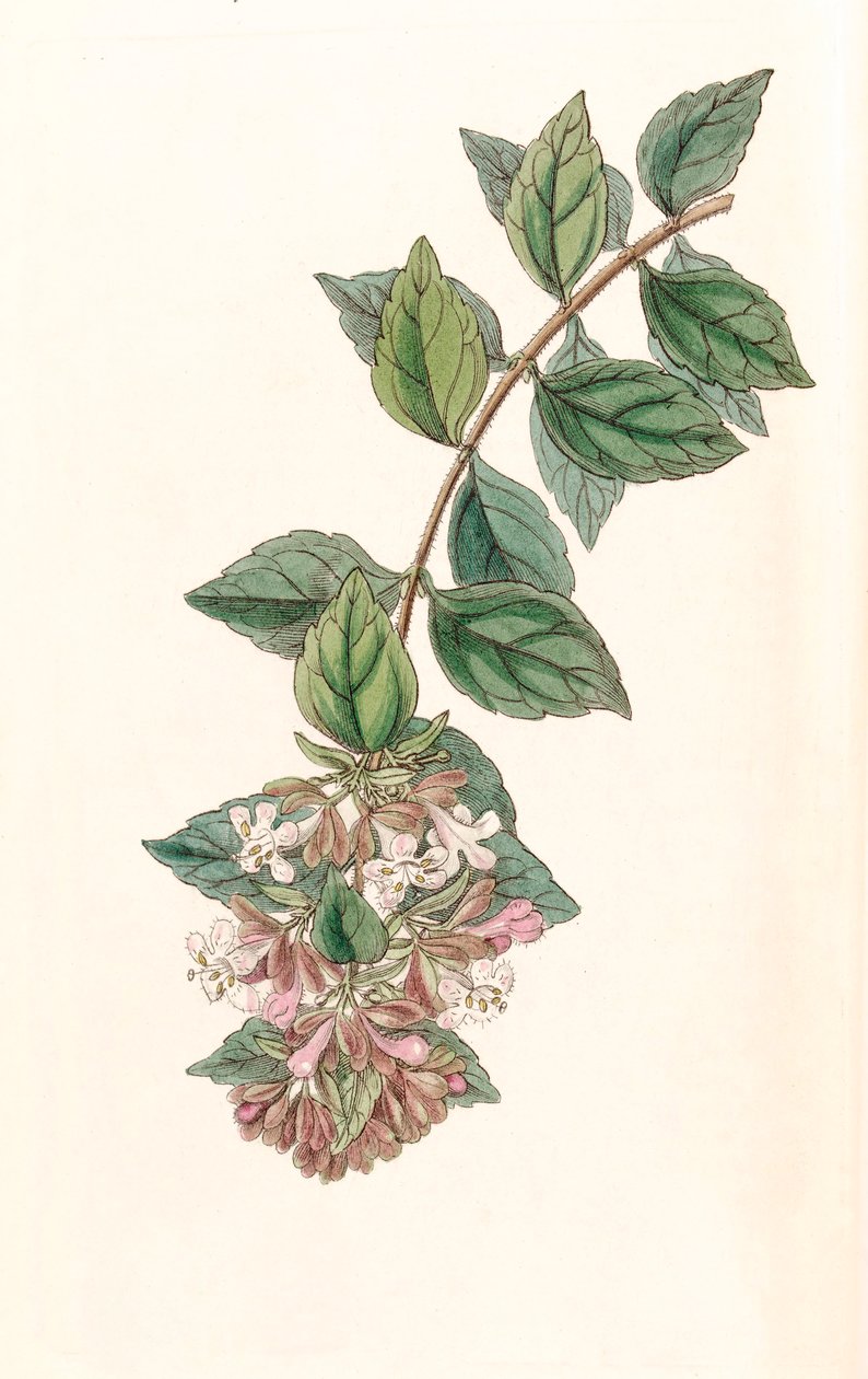 Botanikai illusztráció/Abelia chinensis/Abelia rupestris/Abelia of China/Abelia Rock alkotó: Unbekannt