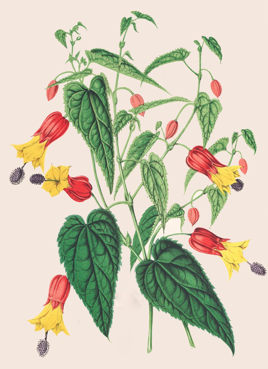 Botanikai illusztráció/Abutilon megapotamicum/Abutilon alkotó: Unbekannter Künstler