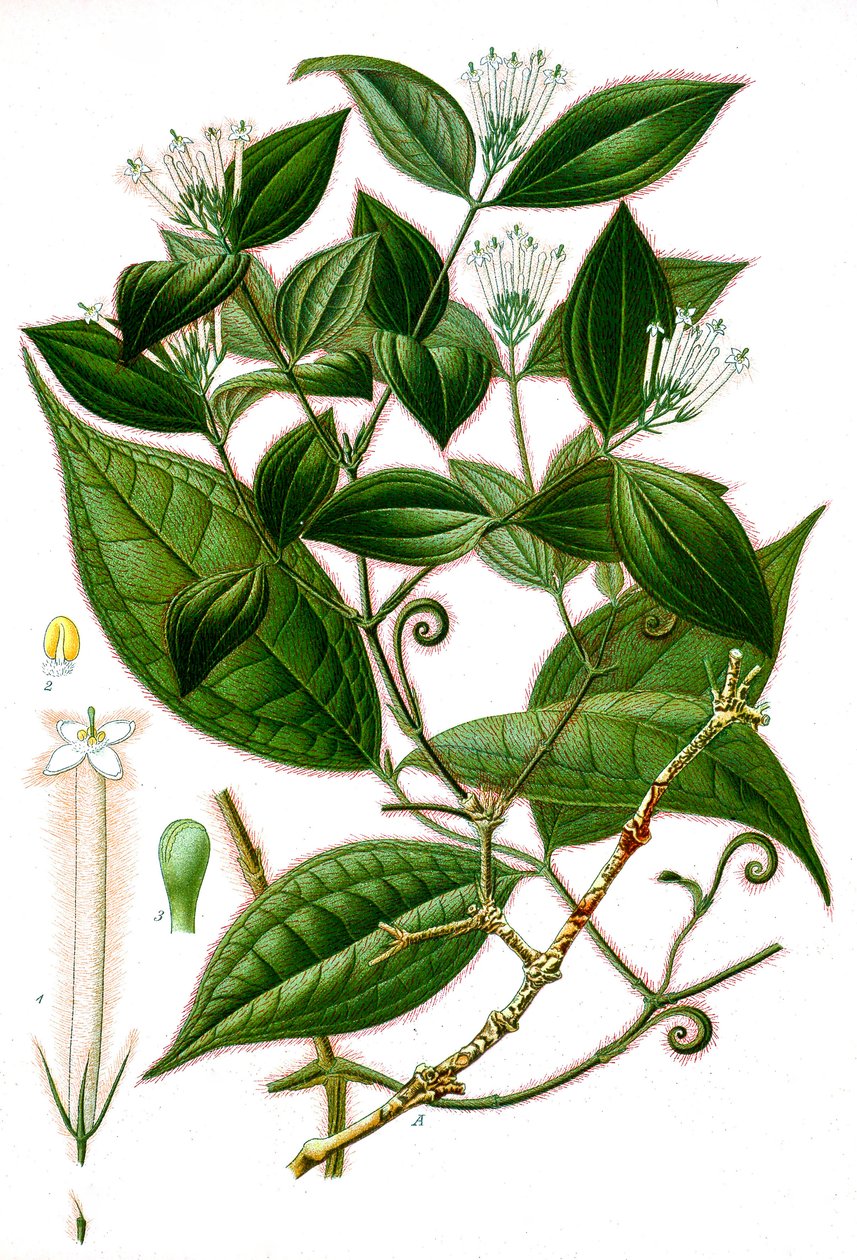 Botanikai illusztráció/Strychnos toxifera/Curare alkotó: Unbekannt