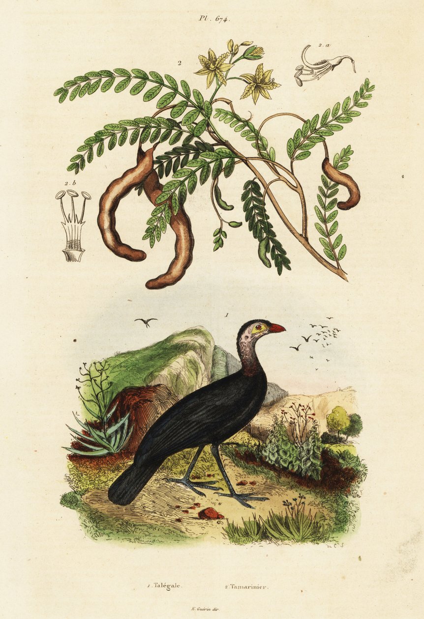 Brushturkey and tamarind., 1834-1839 (metszet) alkotó: Unbekannter Künstler