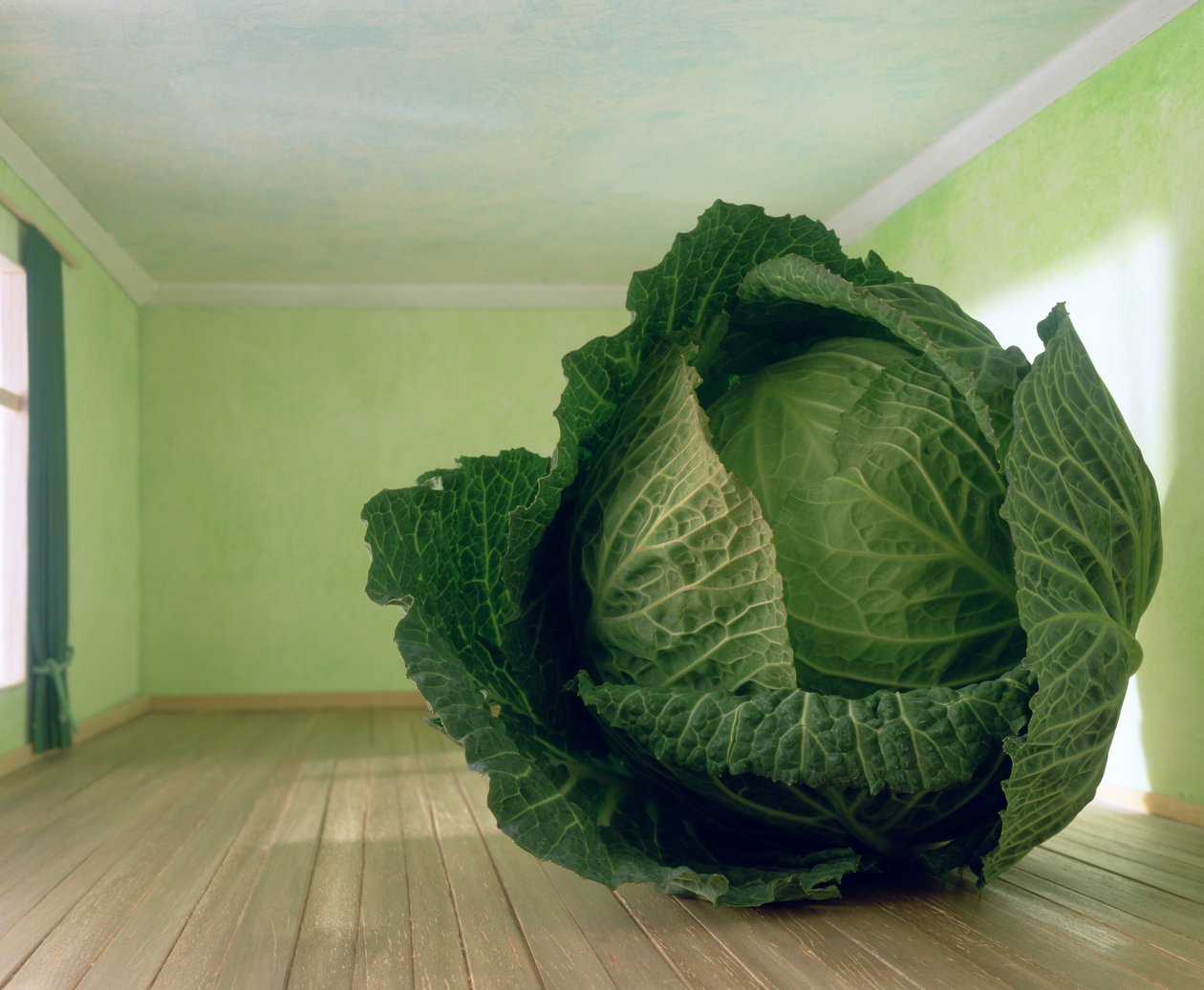 Káposzta (Magritte után) alkotó: Unbekannter Künstler