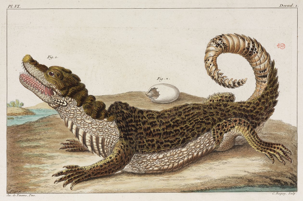 Caiman és a babája alkotó: Unbekannt