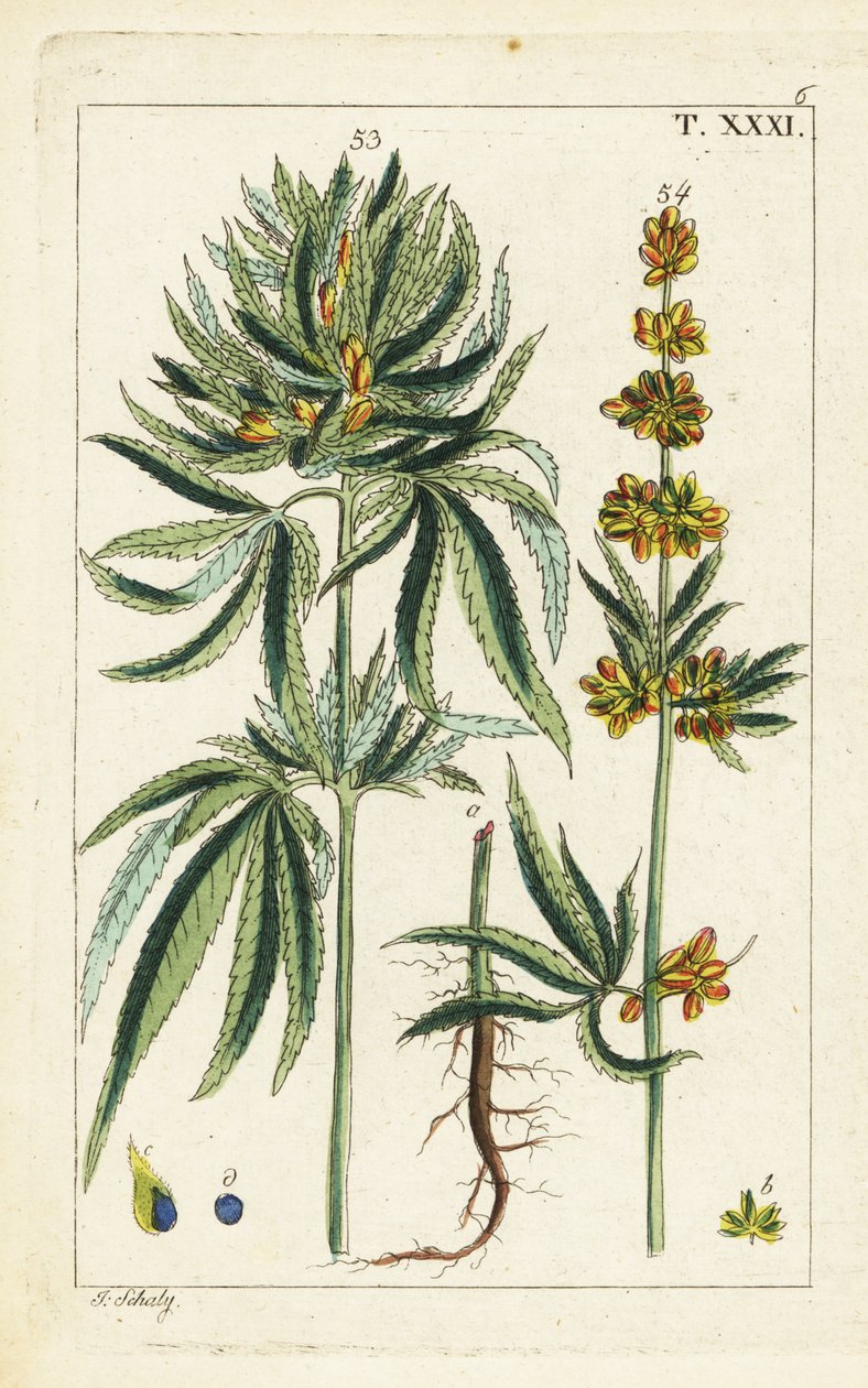 Kannabisz növény, Cannabis sativa. alkotó: Unbekannter Künstler