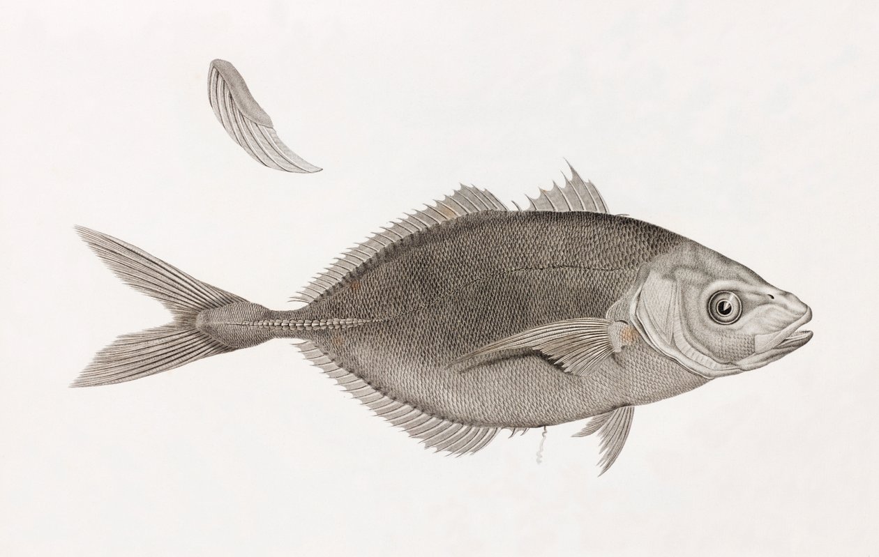 Caranx Lune, közelről alkotó: Unbekannt