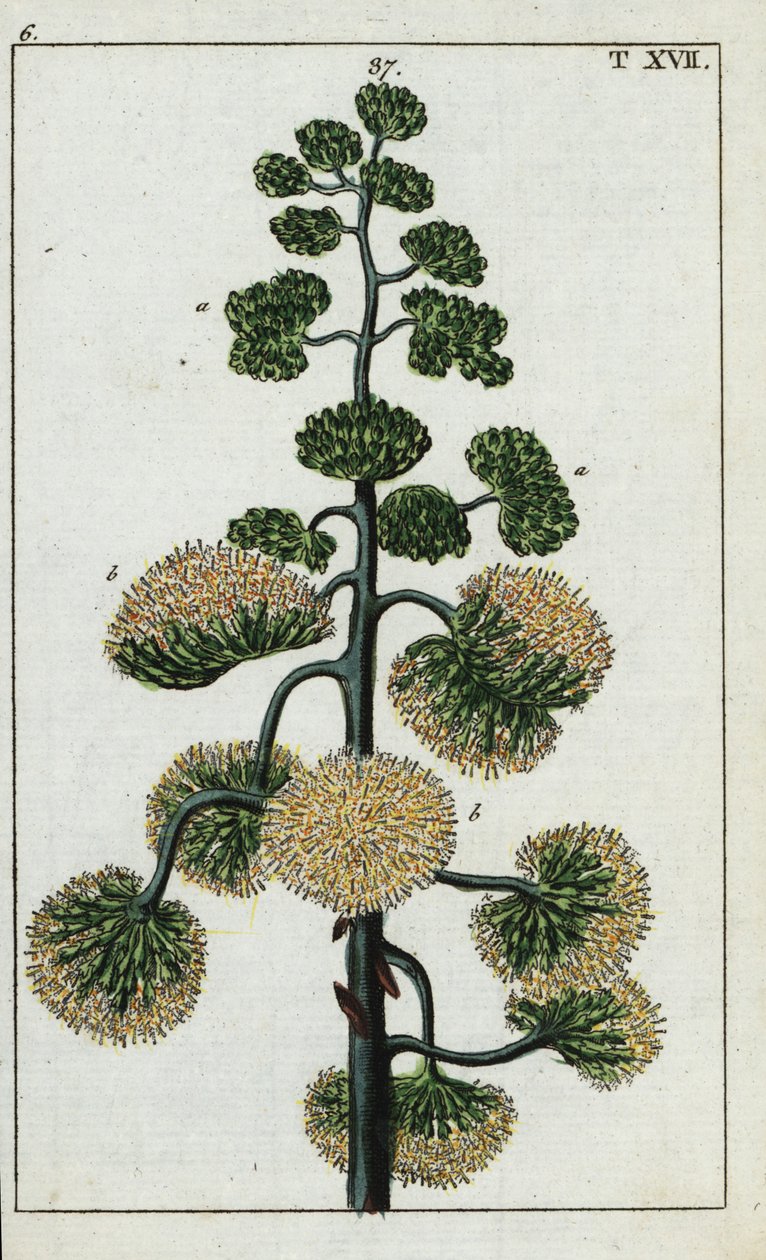 Századi növény, Agave americana. alkotó: Unbekannter Künstler