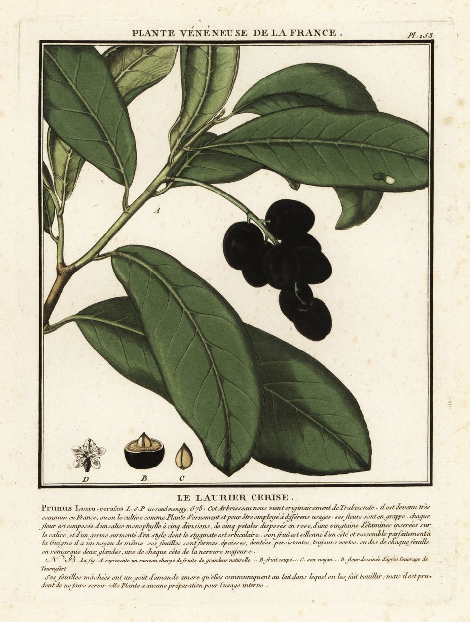 Cseresznye babér, Prunus laurocerasus. alkotó: Unbekannter Künstler