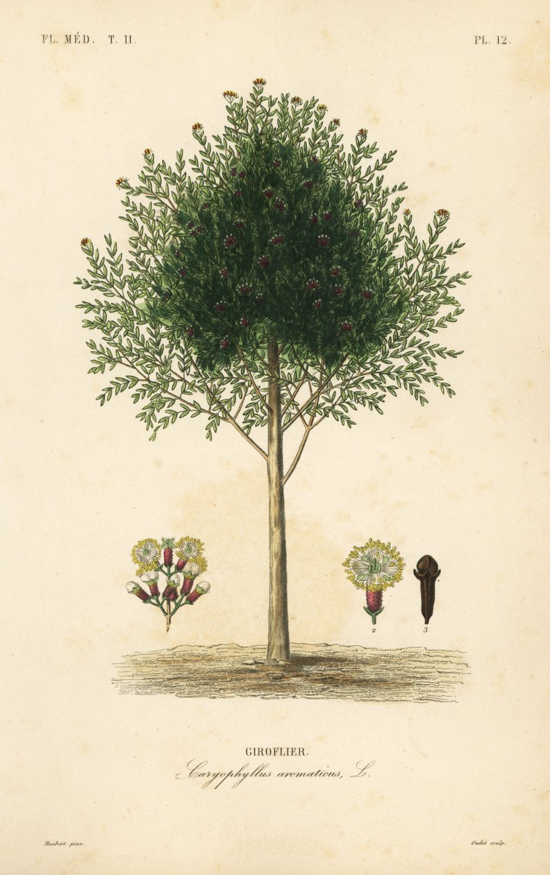 Szegfűszeg, Syzygium aromaticum, Caryophyllus aromaticus, Giroflier alkotó: Unbekannt