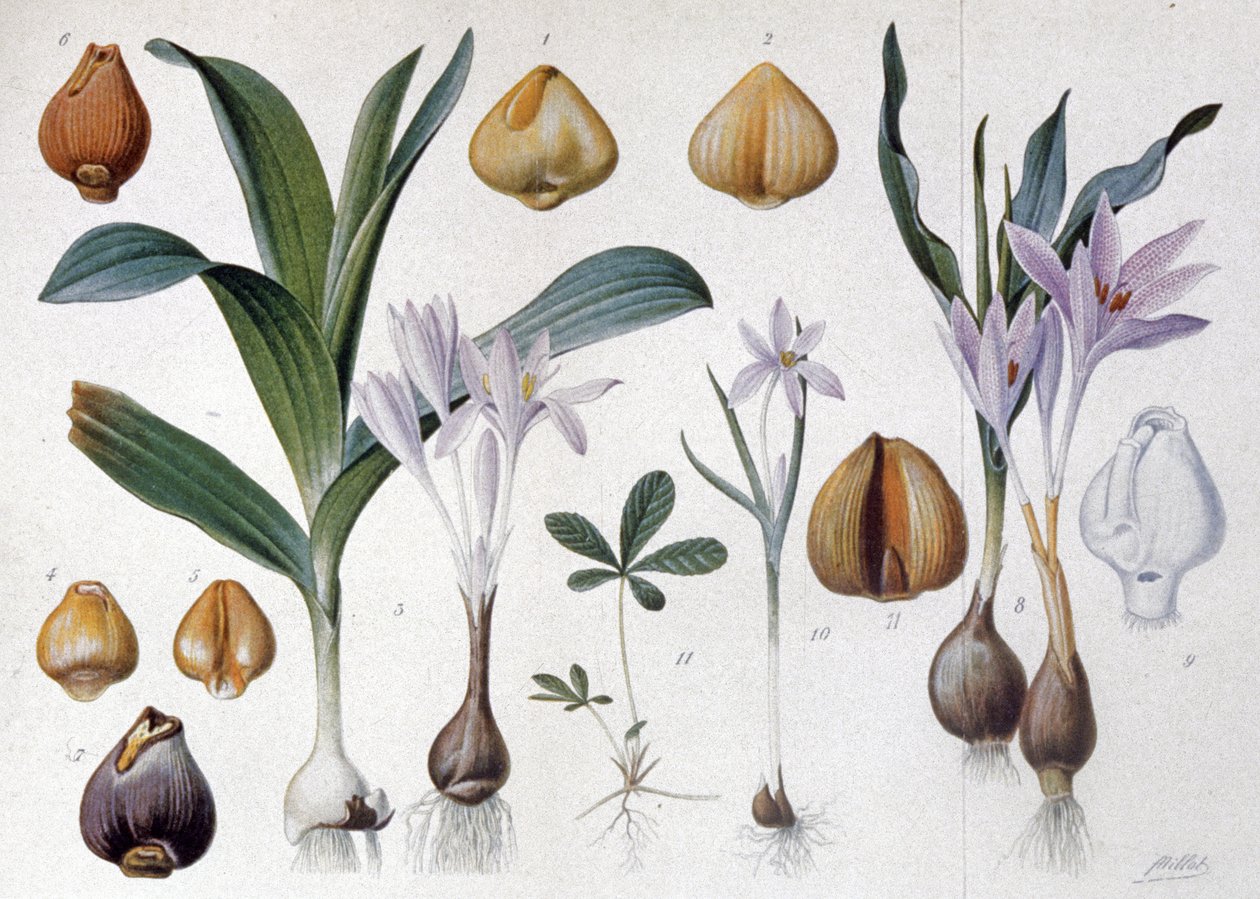 Colchicum, 1900 körül (metszet) alkotó: Unbekannter Künstler