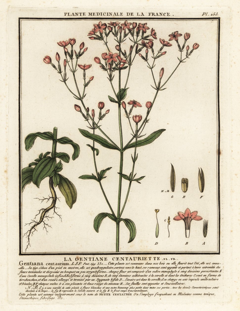 Közönséges centaury. Centaurium erythraea. alkotó: Unbekannter Künstler