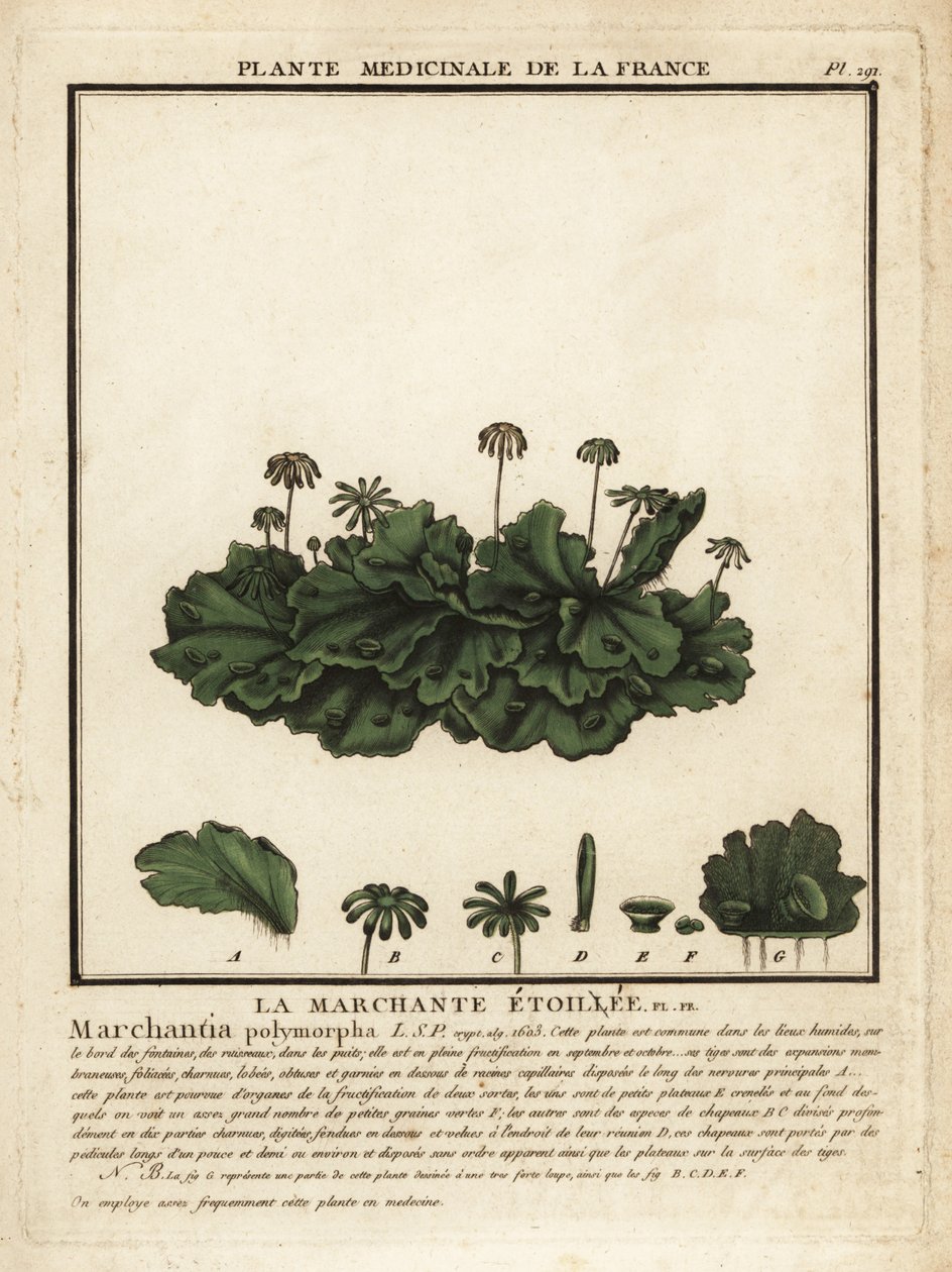 Közönséges májfű, Marchantia polymorpha. alkotó: Unbekannter Künstler