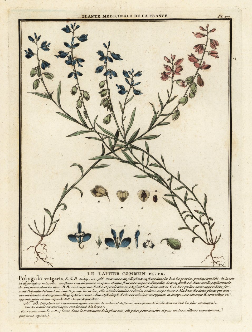 Közönséges tejfű, Polygala vulgaris. alkotó: Unbekannter Künstler