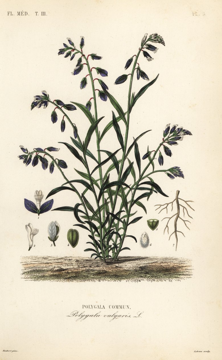Közönséges tejfű, Polygala vulgaris, Polygala commun alkotó: Unbekannt