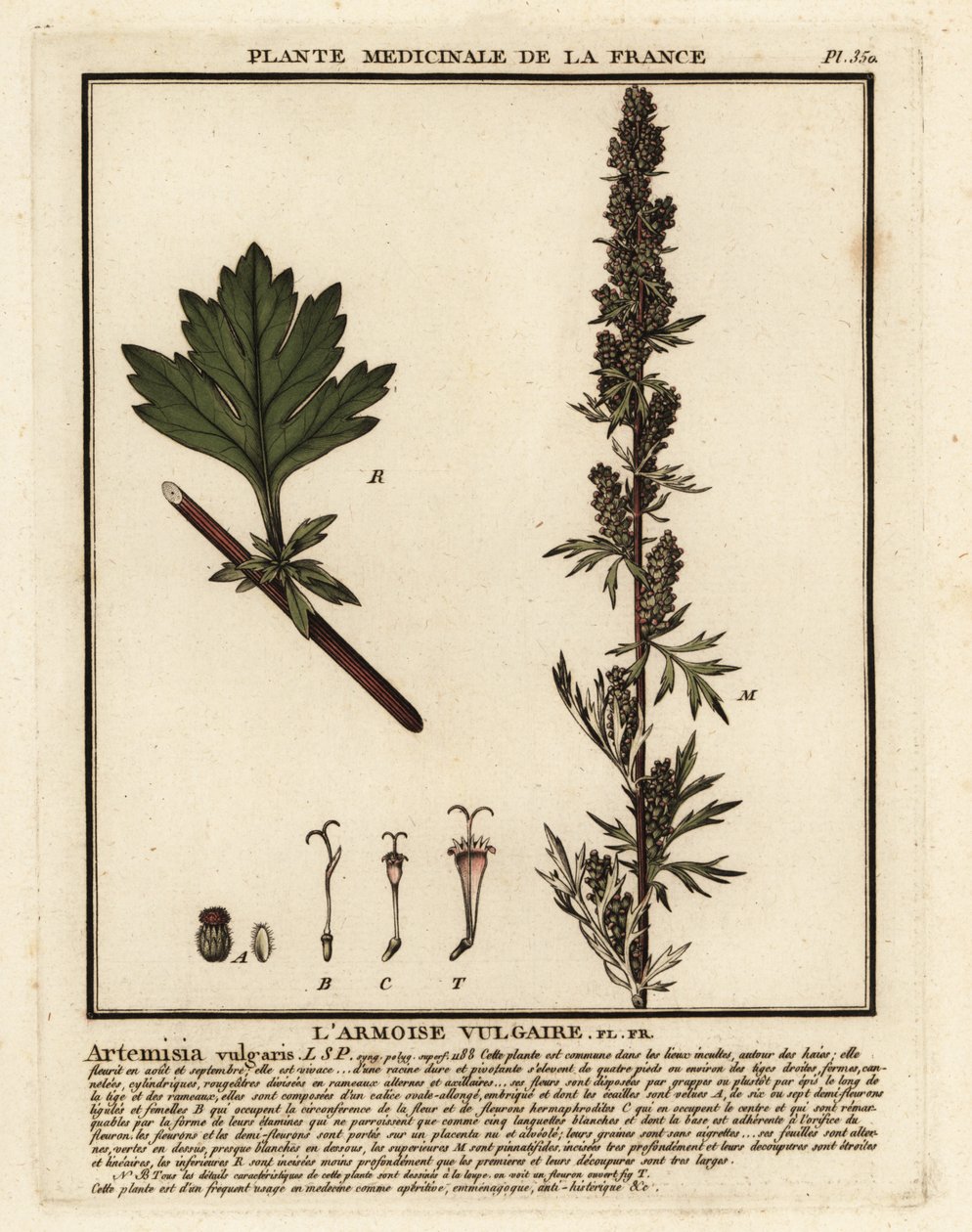 Közönséges bögrefű, Artemisia vulgaris. alkotó: Unbekannter Künstler