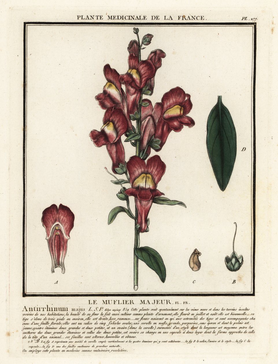 Snapdragon, Antirrhinus majus. alkotó: Unbekannter Künstler