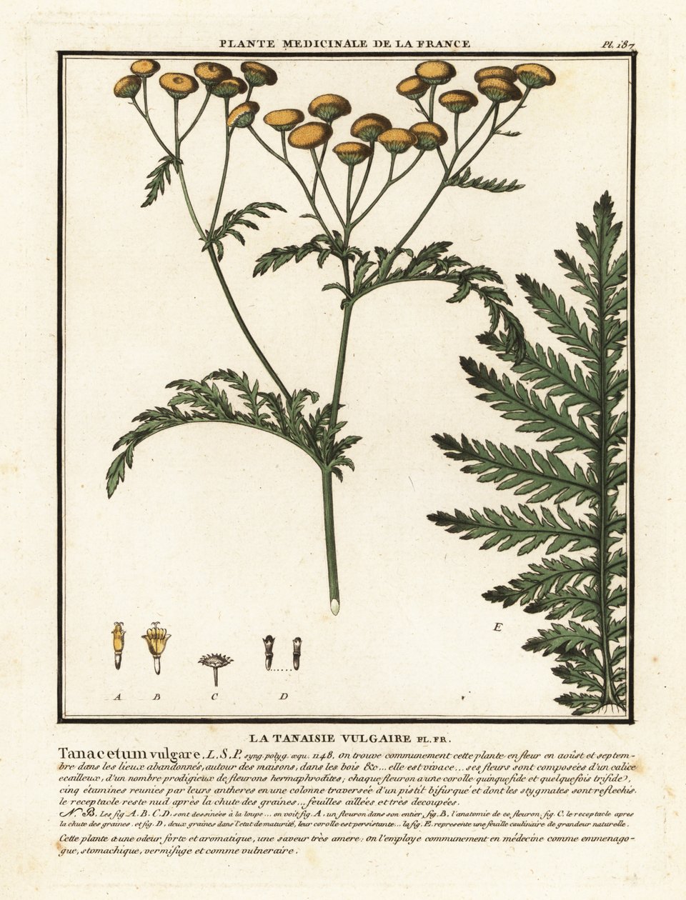 Közönséges tansy, Tanacetum vulgare. alkotó: Unbekannter Künstler