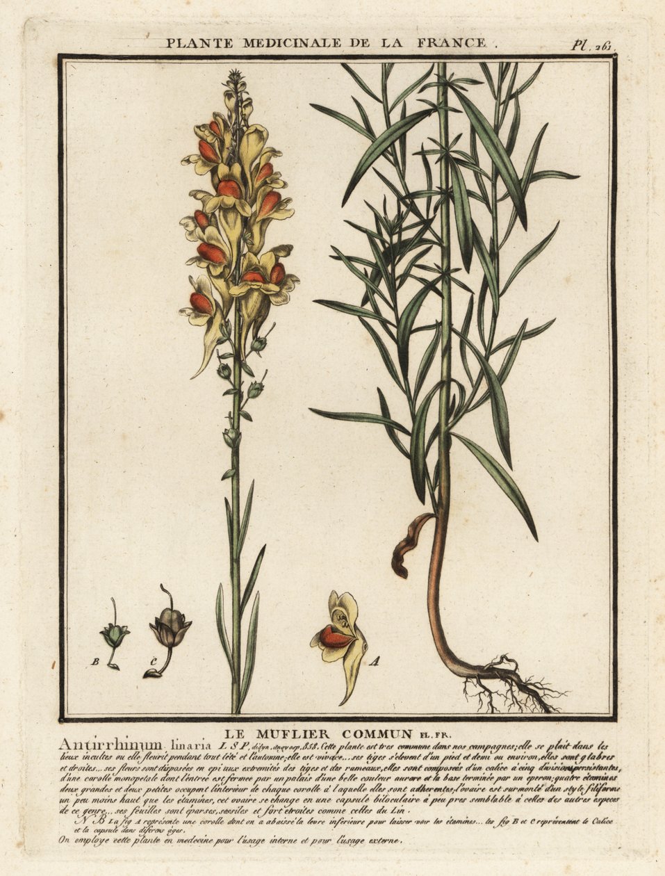 Közönséges varangylenhal, Linaria vulgaris. alkotó: Unbekannter Künstler
