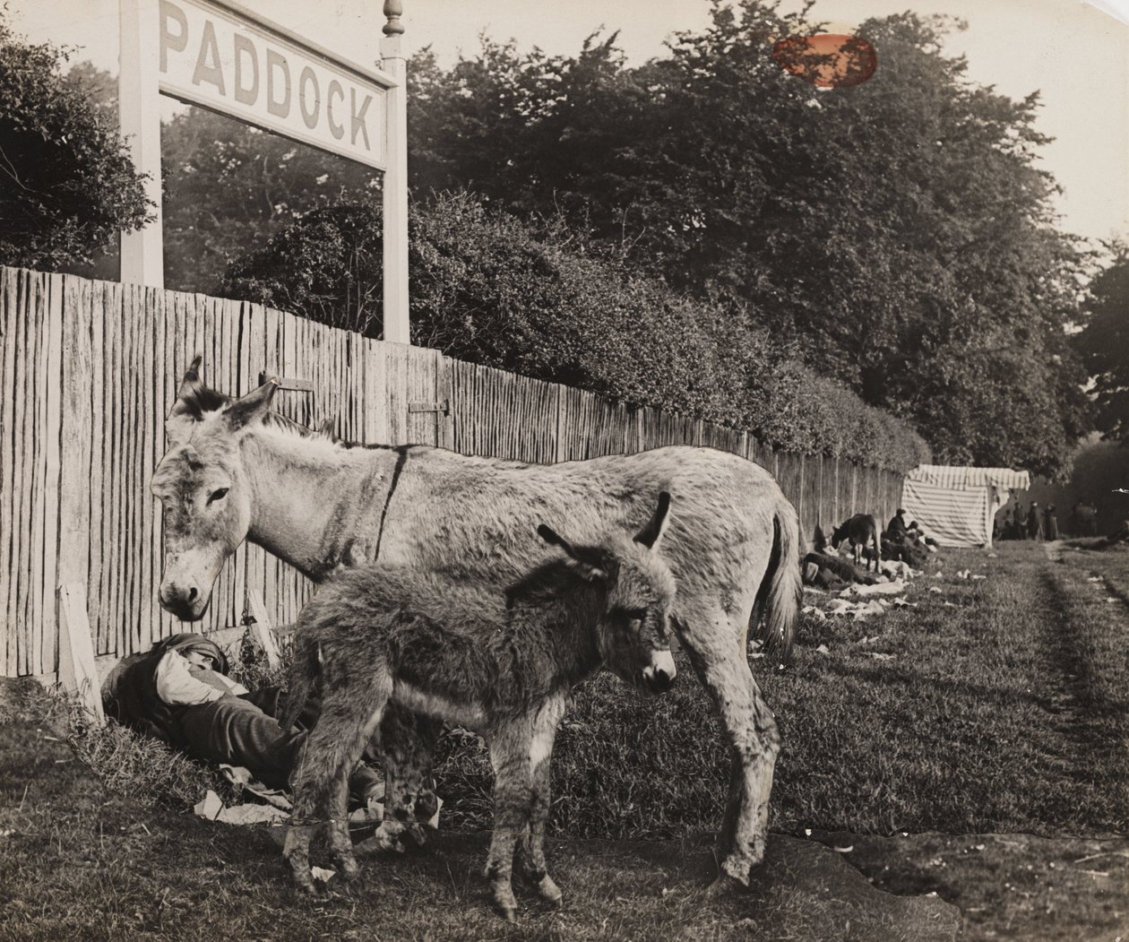 Két szamár kompozitja, 1909 körül alkotó: Unbekannt