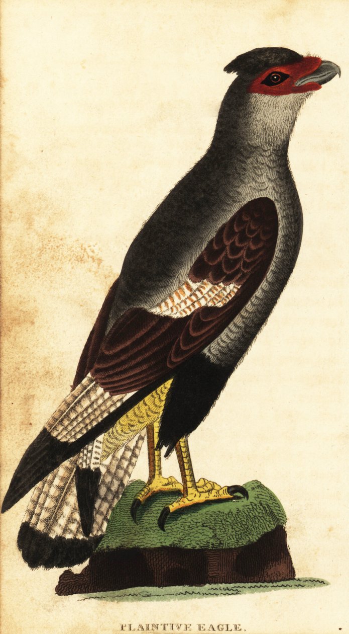 Crested caracara, Caracara plancus. ,1800 (engraving)   1409521   hu       hungarian Successfully Translated  Original: Bedelaar op een trap Charity (title on object) Translat: Bedelaar op een trap Charity (title on object) 1368114 hu hungarian Successfull alkotó: Unbekannter Künstler