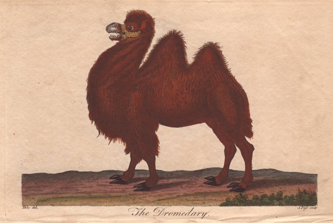 Dromedár teve Camelus dromedarius alkotó: Unbekannter Künstler