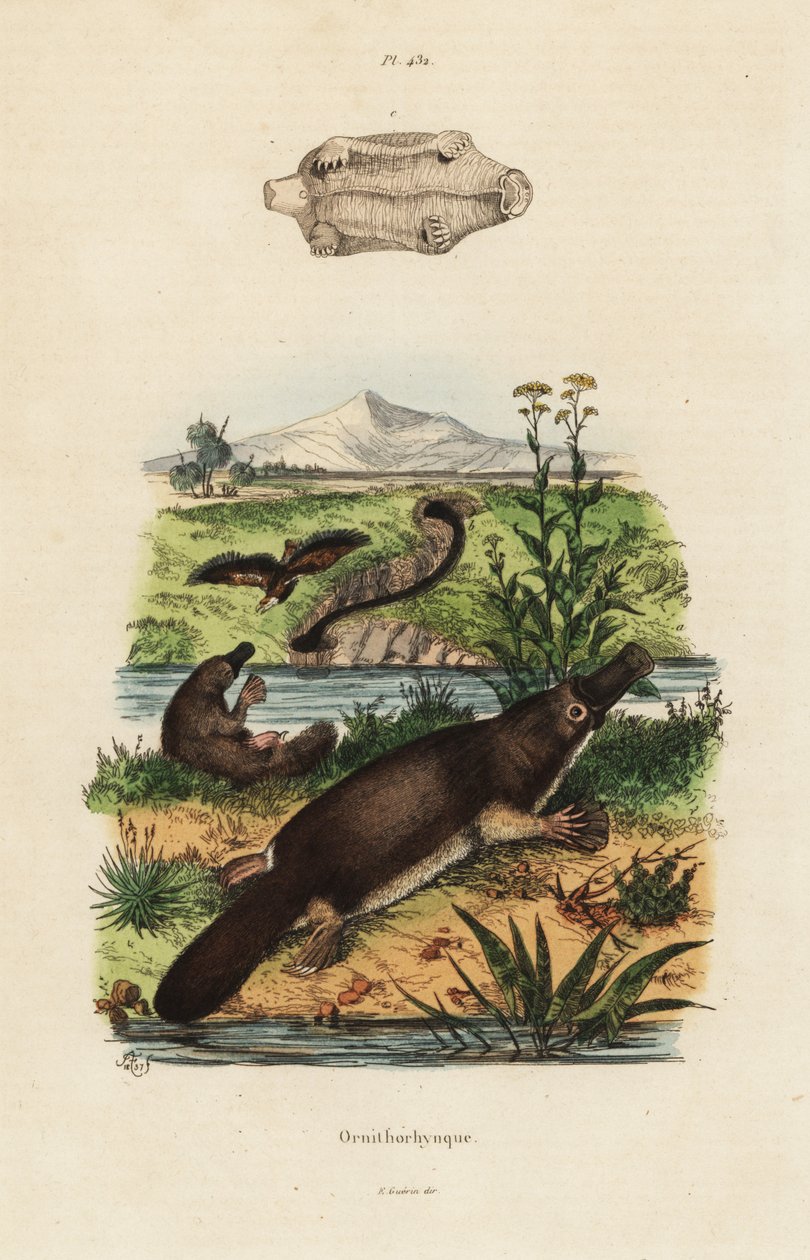 Kacsacsőrű kacsacsőrű, Ornithorhynchus anatinus alkotó: Unbekannt
