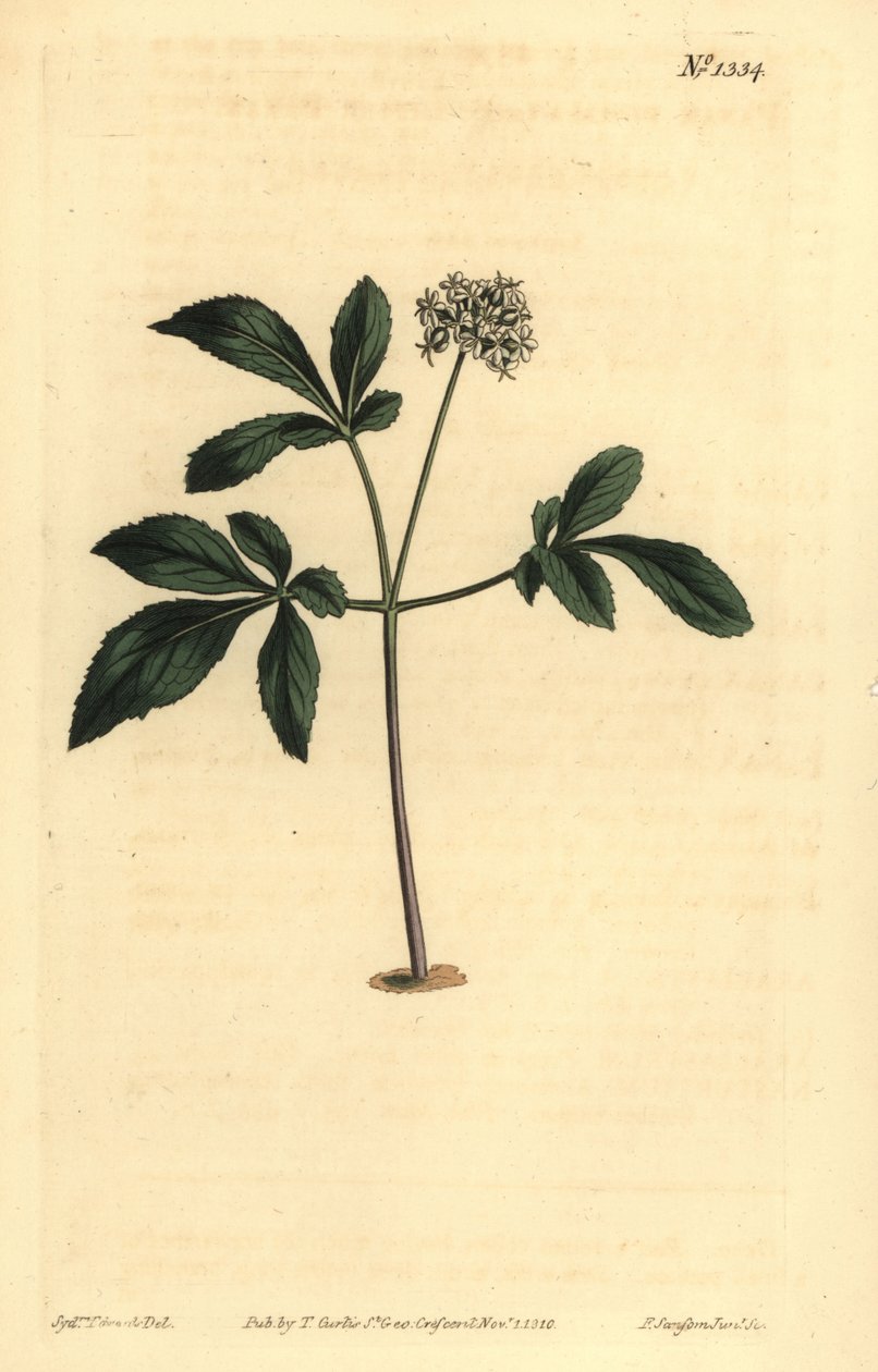 Törpe ginseng, Panax trifolius alkotó: Unbekannt
