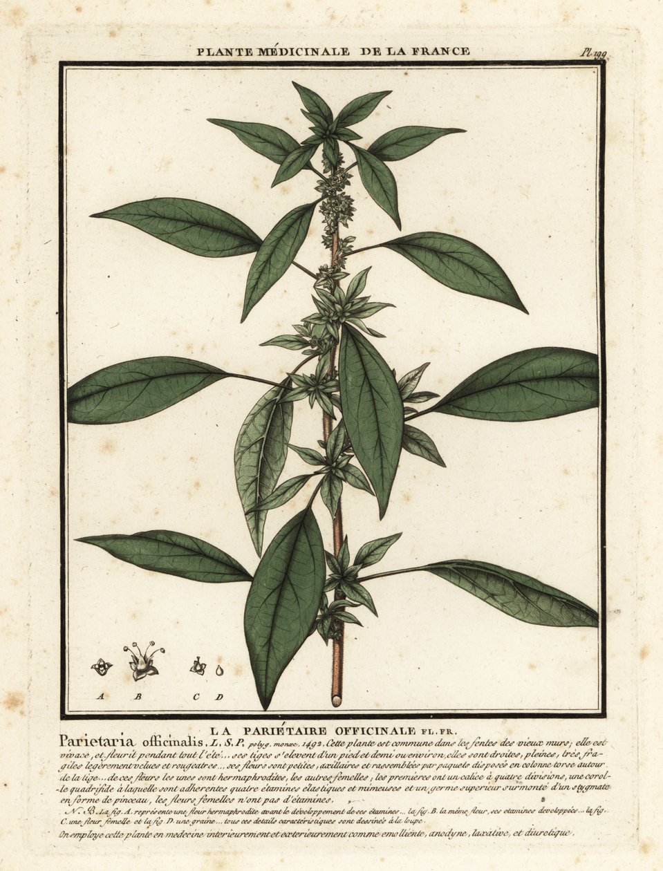 Kelet-fal, Parietaria officinalis. alkotó: Unbekannter Künstler