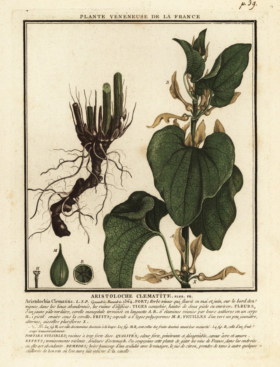 Európai anyafű, Aristolochia clematitis. alkotó: Unbekannter Künstler