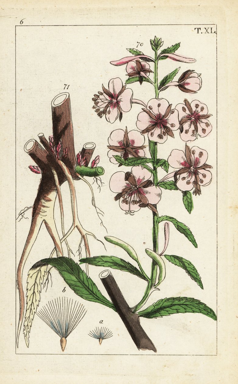 Tűzfű, Epilobium angustifolium. alkotó: Unbekannter Künstler