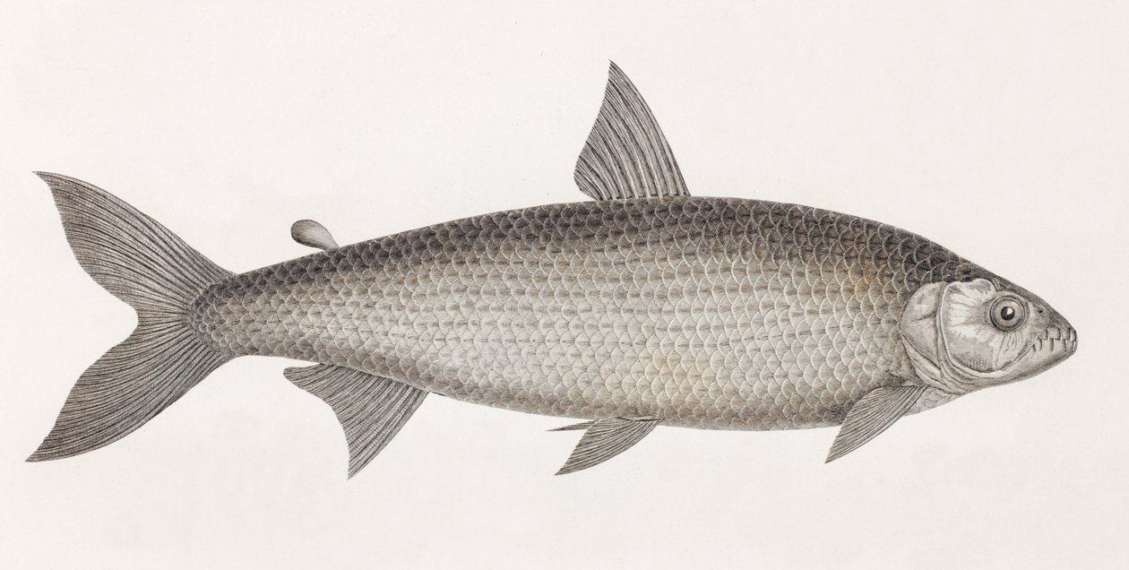 Hal: Le Characin alkotó: Unbekannt