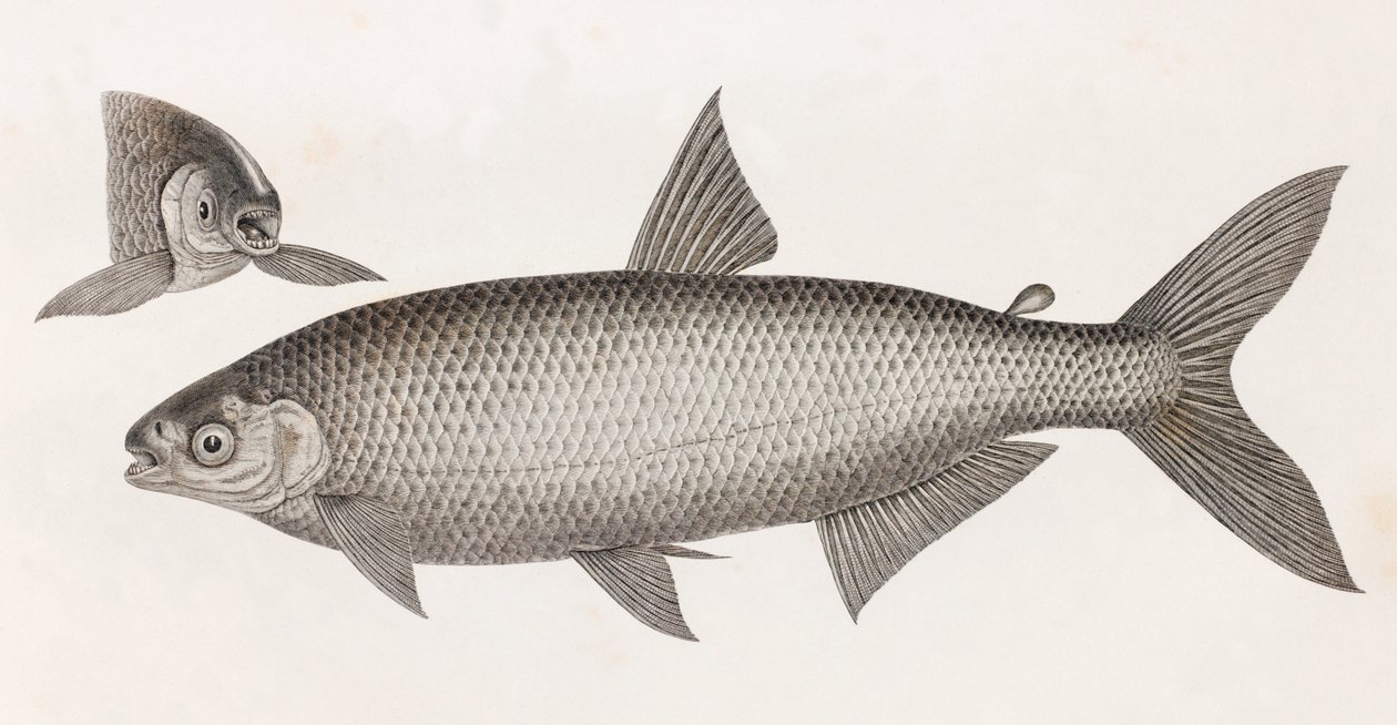 Hal: Le Characin alkotó: Unbekannt