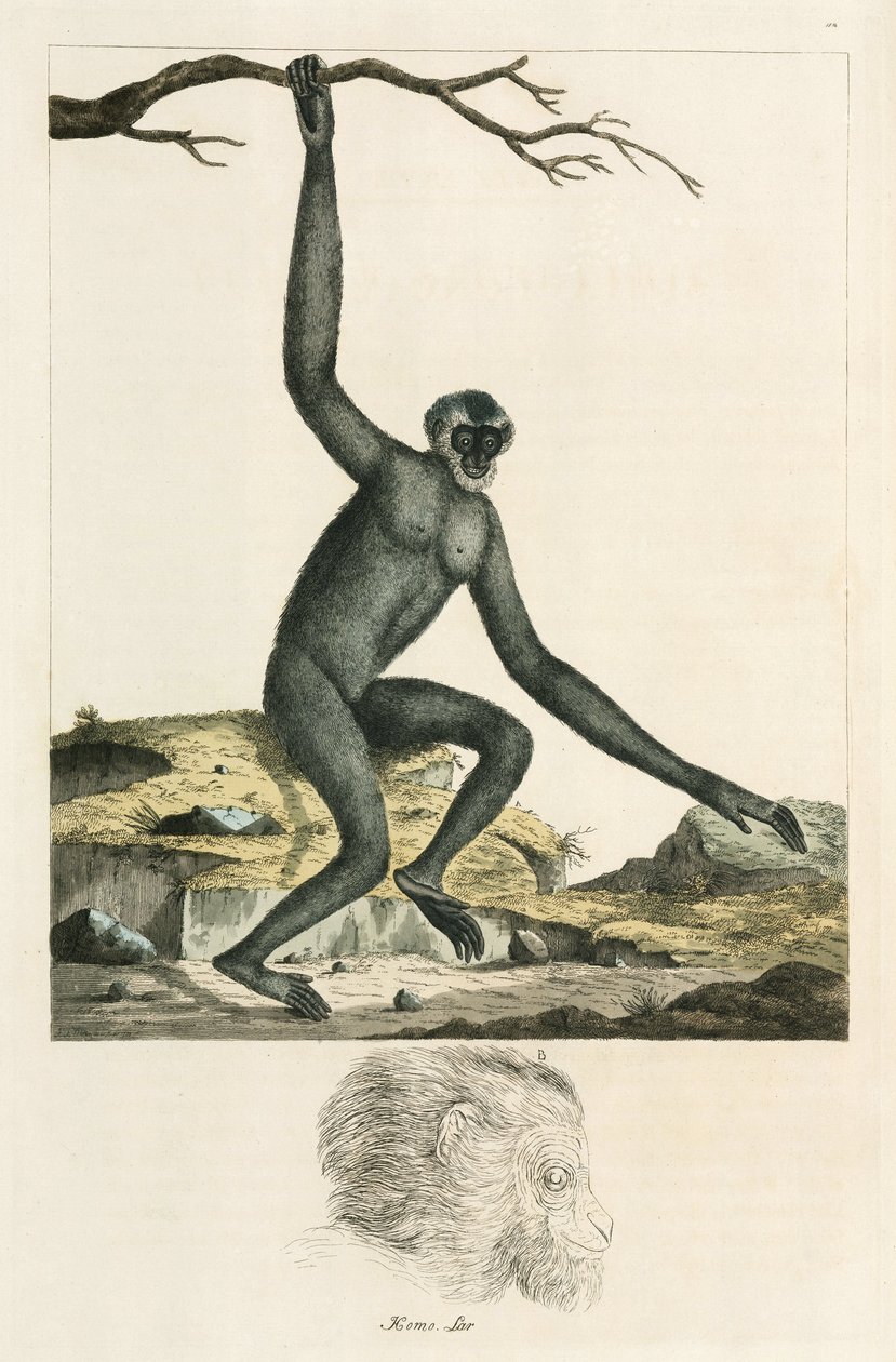 Gibbon alkotó: Unbekannter Künstler