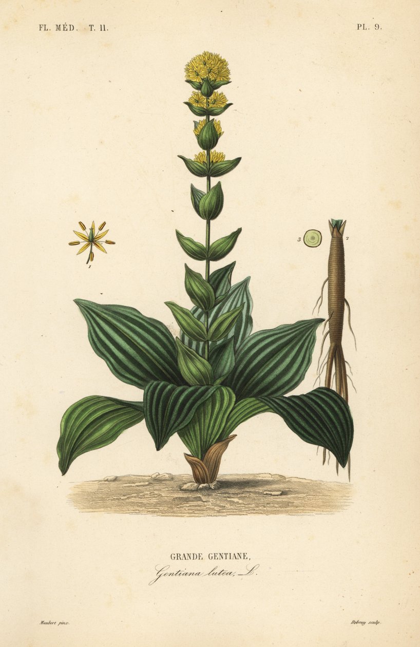 Nagy sárga tárnics, Gentiana lutea, Grande gentiane alkotó: Unbekannt