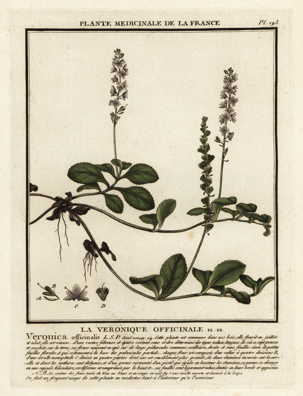 Heath speedwell, Veronica officinalis. alkotó: Unbekannter Künstler