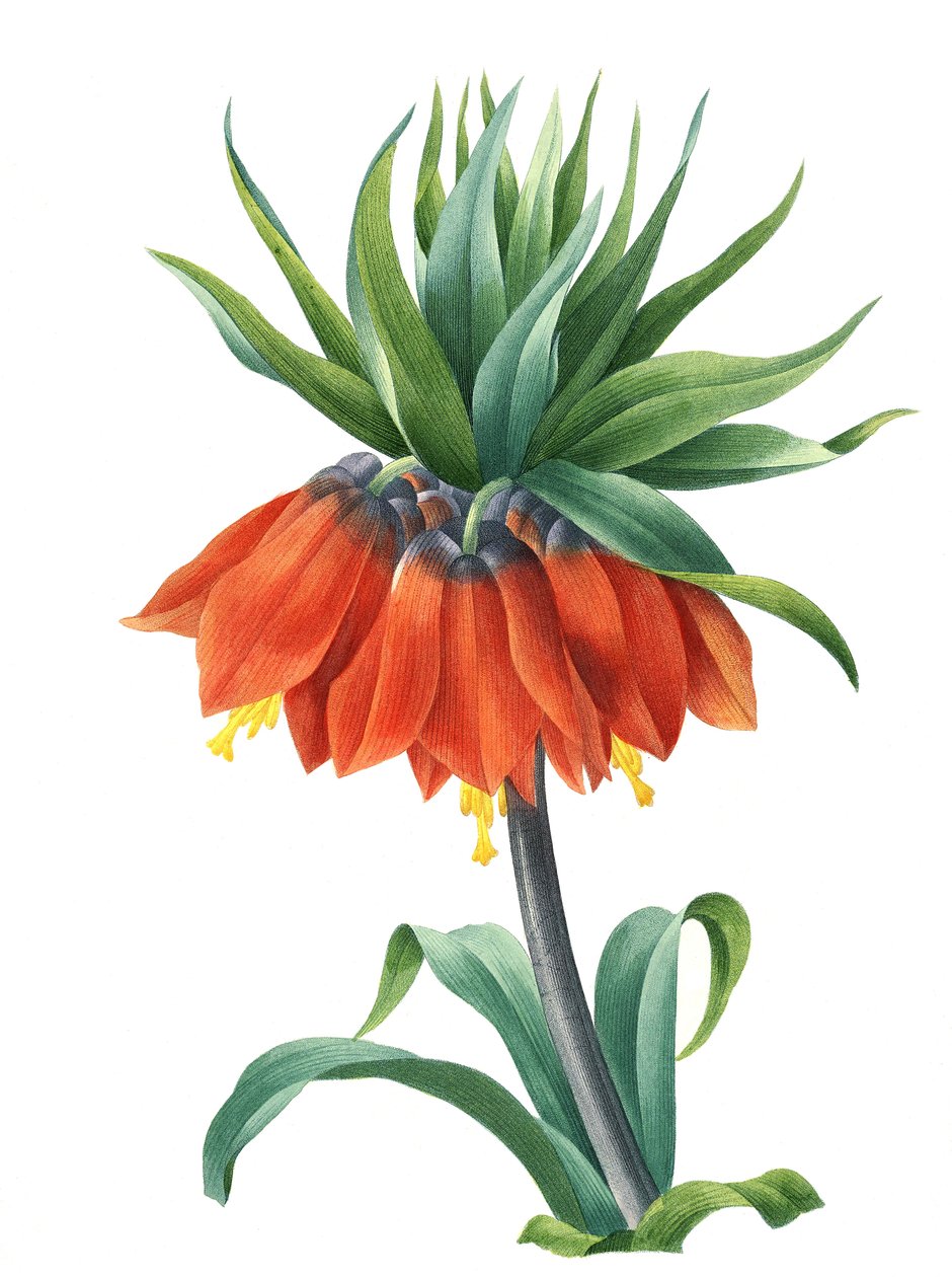 Császárkorona (Fritillaria imperialis) alkotó: Unbekannter Künstler