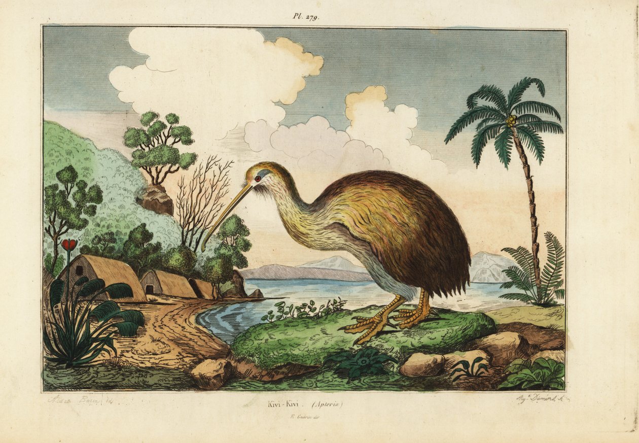 Kiwi madár, Apteryx australis alkotó: Unbekannt