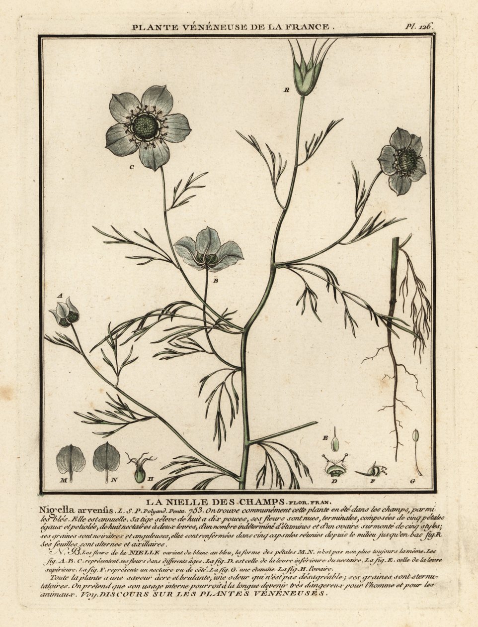 Szerelem a ködben. Nigella arvensis. alkotó: Unbekannter Künstler