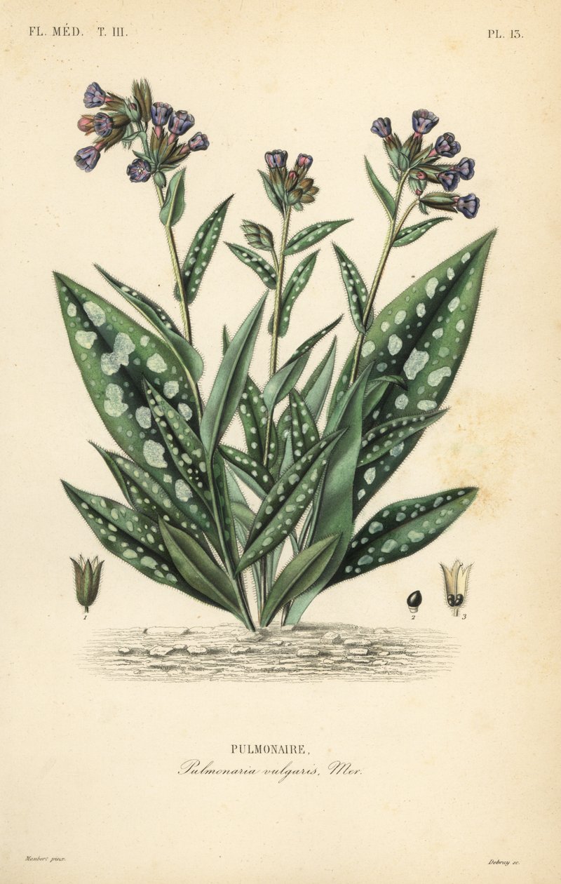 Tüdőfű, Pulmonaria officinalis, Pulmonaria vulgaris, Pulmonaire alkotó: Unbekannt
