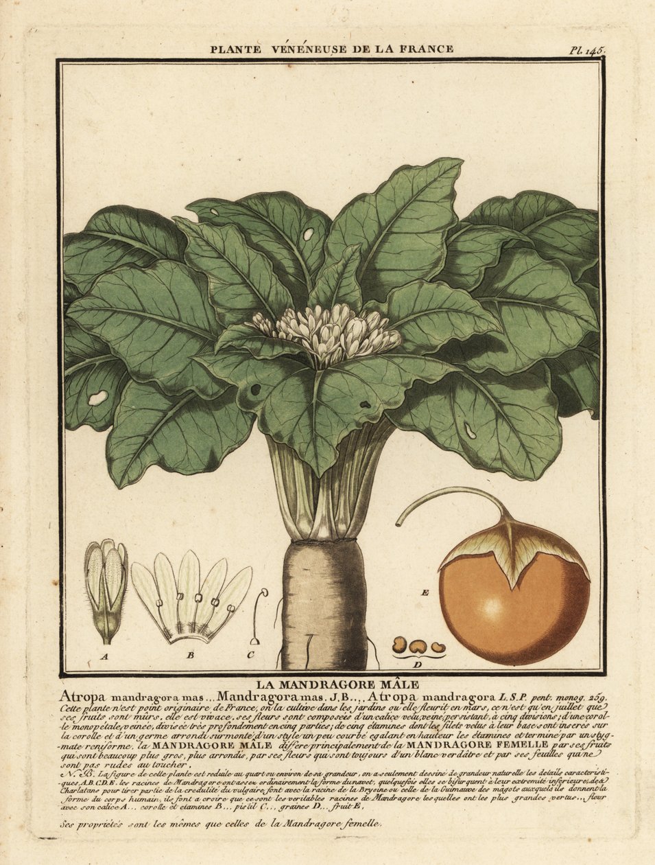 Mandragóra, Mandragora officinalis. alkotó: Unbekannter Künstler
