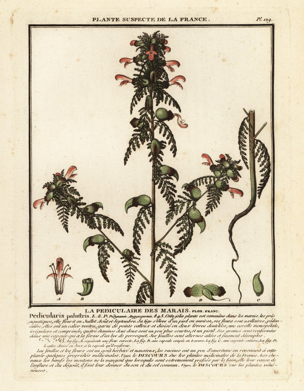 Mocsári tetű, Pedicularis palustris. alkotó: Unbekannter Künstler