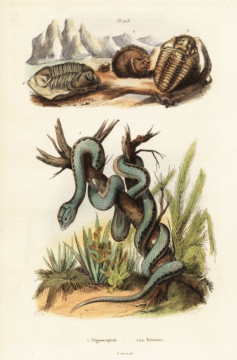 Martinikai gödörvipera és kihalt trilobiták. alkotó: Unbekannter Künstler